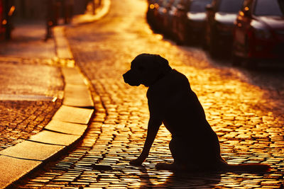 Dog sitting on shore