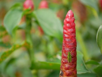 Close-up of red leaf