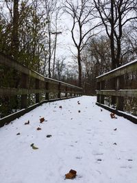 Ducks on snow covered trees