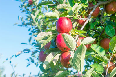 Close-up of fruits on tree