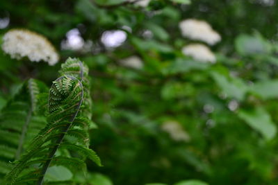 Close-up of fresh green plant