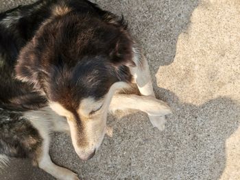 High angle view of a dog resting