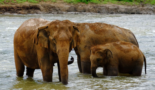 Family of elephants swimming in a wide river. pinnawala elephant orphanage sri lanka