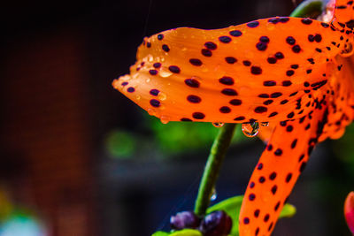 Close-up of butterfly on orange flower