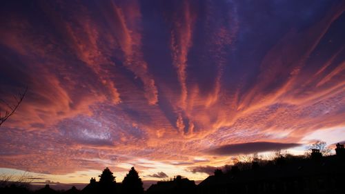 Silhouette of trees at sunset