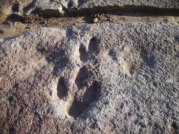 High angle view of footprints on sand at beach