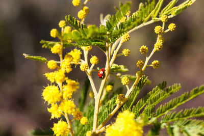 Close-up of insect on yellow flower