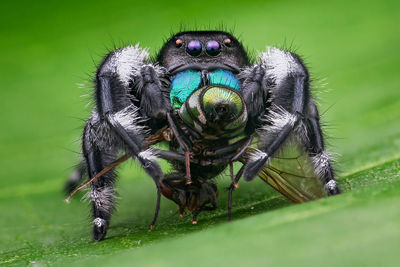 Close-up of spider