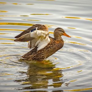 Close-up of duck swimming in lake