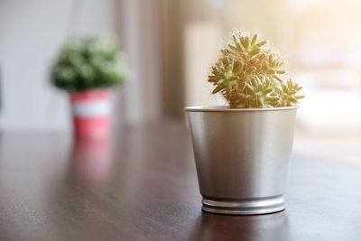 Close-up of potted plant on table