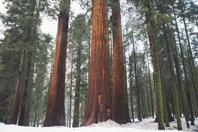 Trees in forest during winter