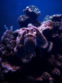 Jellyfish swimming in sea