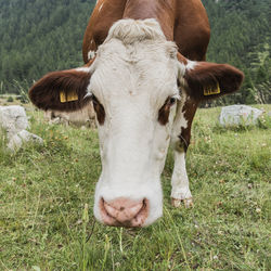 Portrait of cow on field