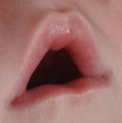 Close-up of pink rose