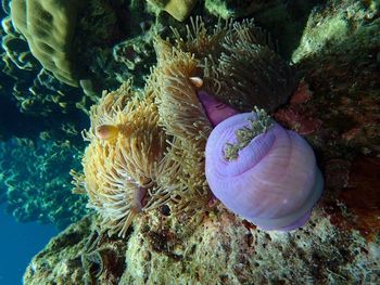 Close-up of jellyfish swimming in water