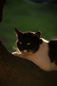 Close-up of a cat