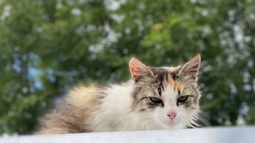 Close-up portrait of cat