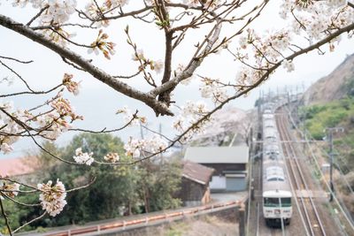 View of cherry blossom from tree