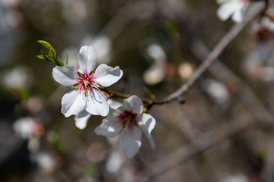 Close-up of white cherry blossoms