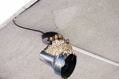 High angle view of camera on cable with baby swallows