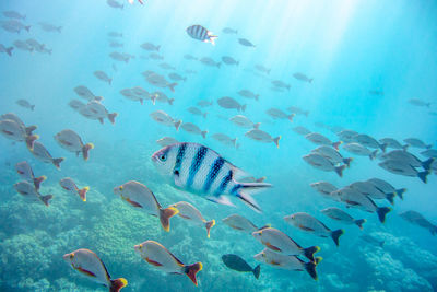 Fishes swimming in sea