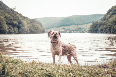 Dog in a lake