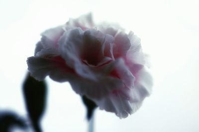 Close-up of flower