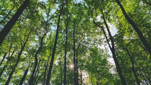 Low angle view of trees in forest