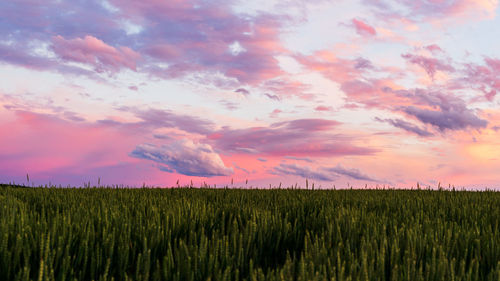 Scenic view of agricultural field against sky during sunset