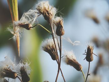 Close-up of dry plant