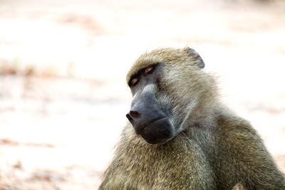 Close up of chacma baboon