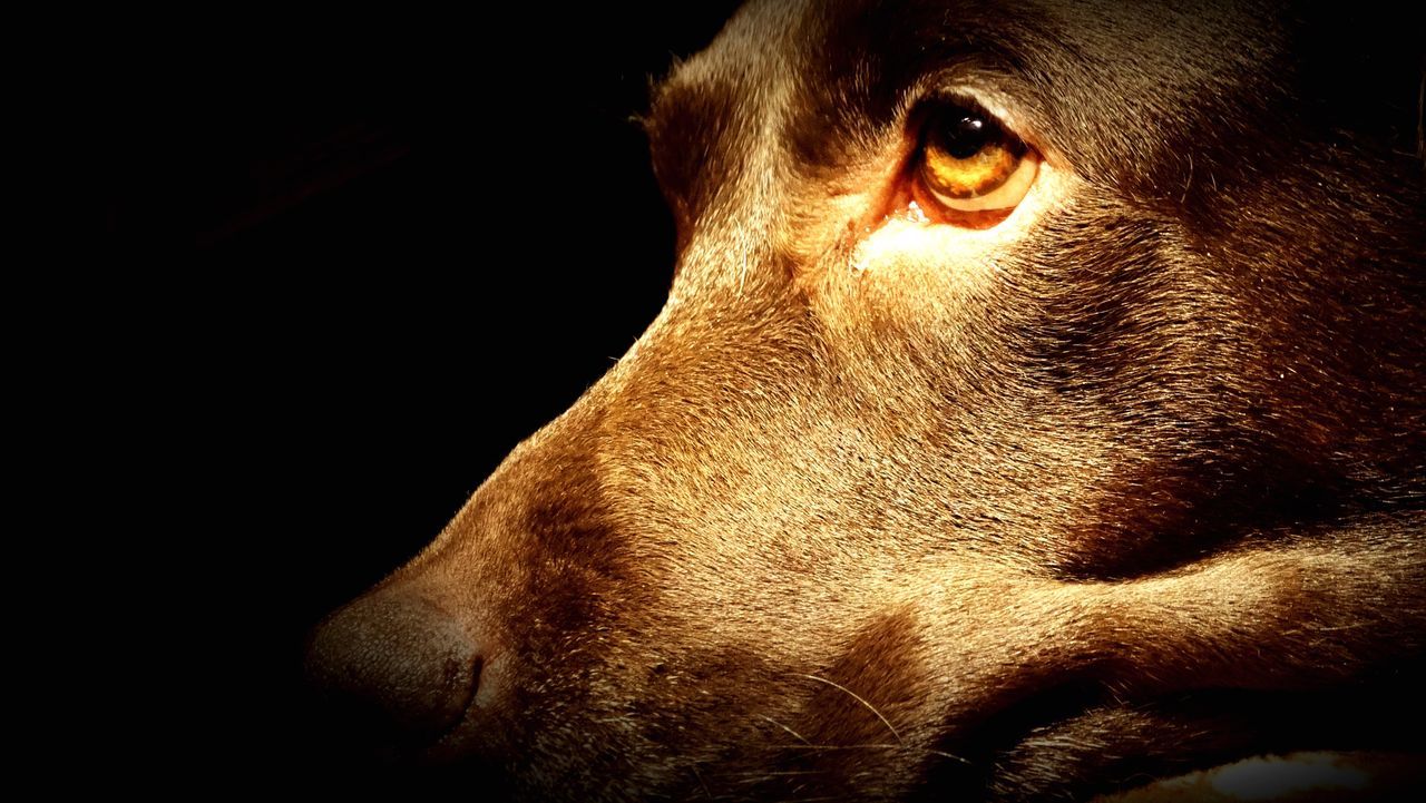 CLOSE-UP OF A MAN AGAINST BLACK BACKGROUND