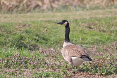 Bird perching on a field