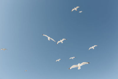 Low angle view of seagulls flying in sky