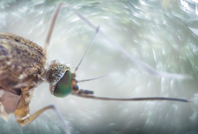 The portrait of a mosquito