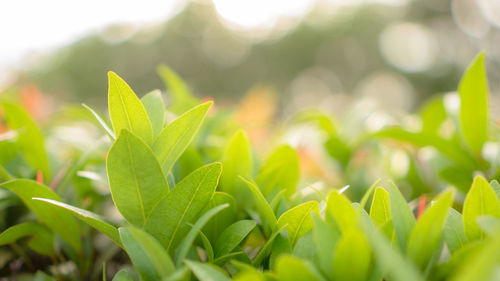 Blurry leaf background, red young leaves and buds of australian brush cherry plant in garden 