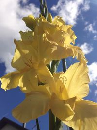 Close-up of yellow flowers against sky