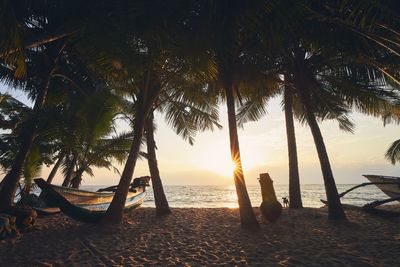 Scenic view of palm trees at beach during sunset