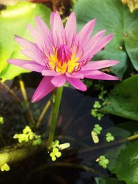 Close-up of pink water lily blooming outdoors