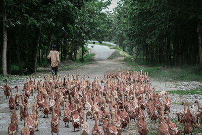 Panoramic view of people enjoying in forest