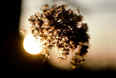 Close-up of bee on tree