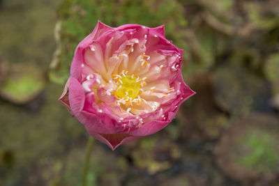 Close-up of pink rose