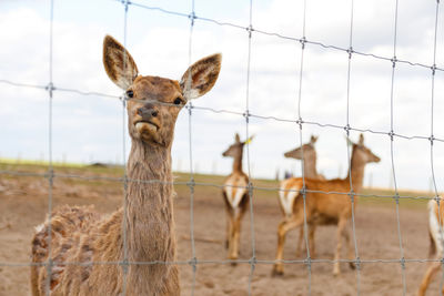 Roe deer standing in a field. deer in a glade near the forest on a sunny day. herd of deer on