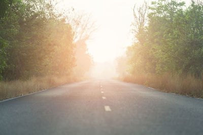 Surface level of road along trees