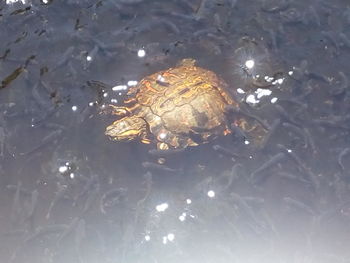 High angle view of turtle swimming in water