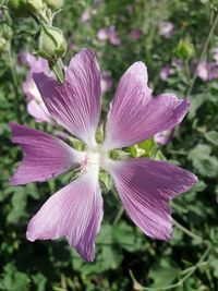 Close-up of flower blooming outdoors