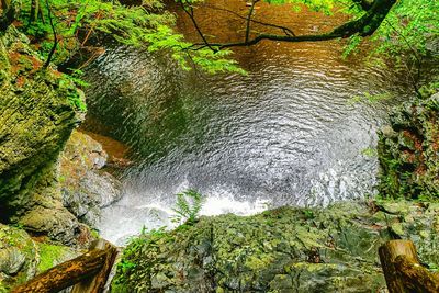 Stream flowing through forest