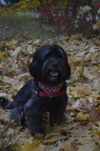 Close-up of black dog sitting outdoors