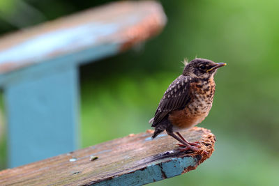 Close-up of bird perching on wood