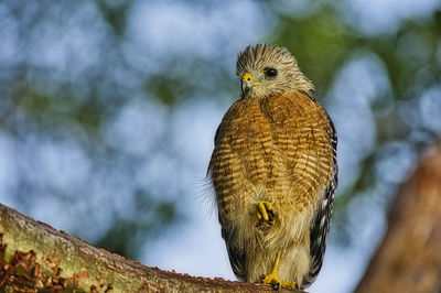 Low angle view of owl perching on branch